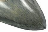 Serrated, Fossil Megalodon Tooth In Rock - Indonesia #238949-3